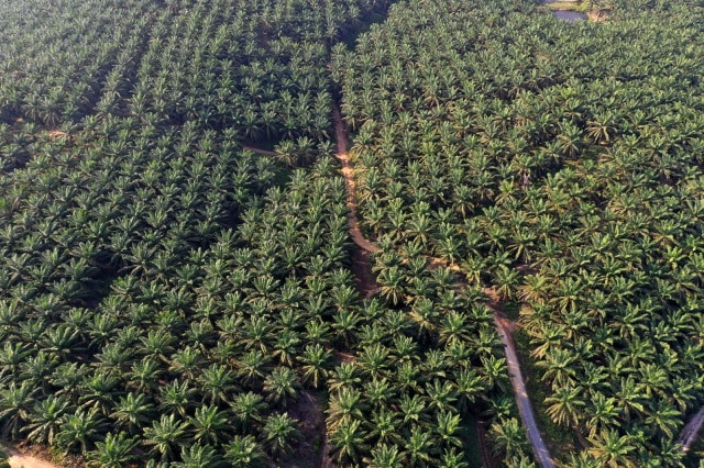 Lahan perkebunan sawit di Pangkalan Bun, Kalimantan Tengah. Foto: Fitra Andrianto/kumparan