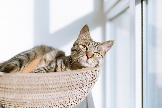 Ilustrasi Tips Hemat Pasir Kucing. Unsplash.com/Eric Han