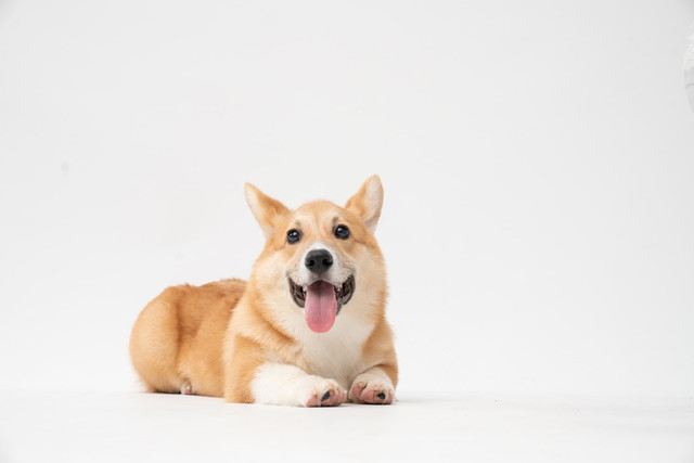 Ilustrasi Apakah Anjing setelah Melahirkan Boleh Dimandikan, Foto: Unsplash/fatty corgi