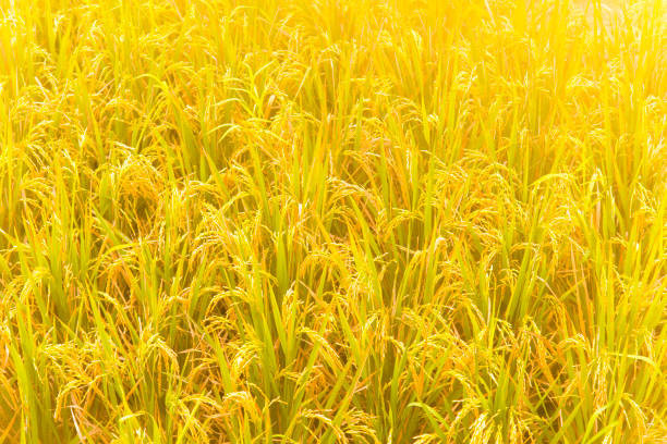 Ilustrasi Jelaskan Mengenai Keunggulan Golden Rice, Foto: Unsplash/tobiasjo.