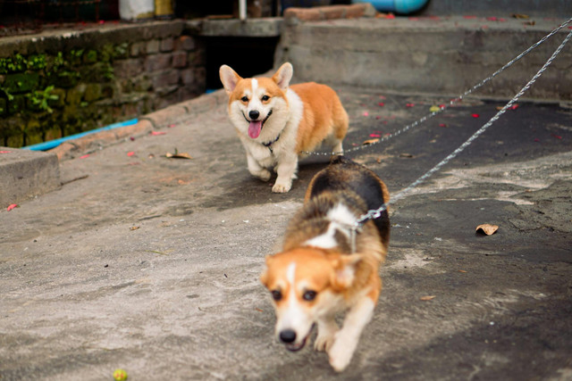 Ilustrasi rekomendasi susu untuk anak anjing. Foto: Pexels.com/Zaw lin htet