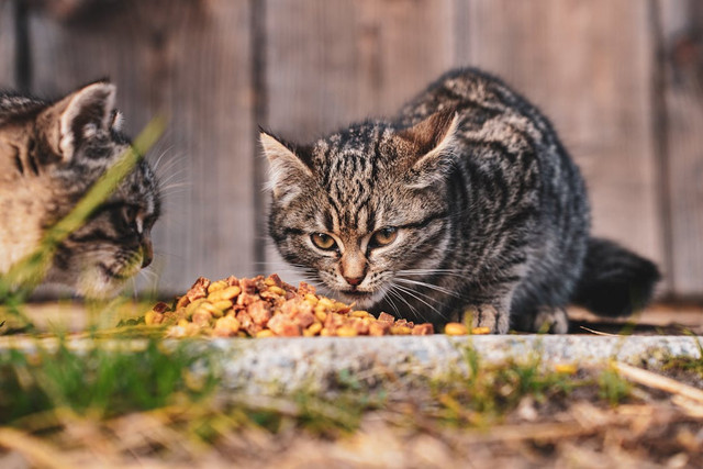 Ilustrasi Apakah Wet Food Boleh Dicampur Nasi, Foto: Pexels/Vladimir Srajber