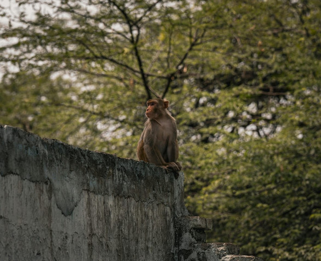 Ilustrasi hutan kalimantan yang dipenuhi hewan yang terancam punah (sumber: https://www.pexels.com/id-id/foto/monyet-rhesus-beristirahat-di-dinding-batu-30890047/)