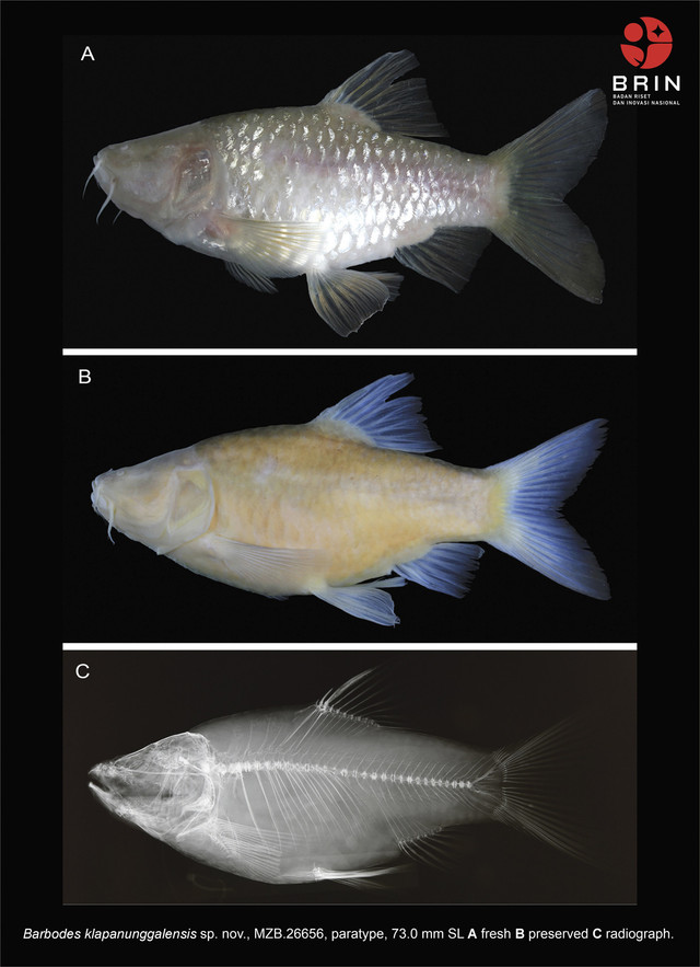 Barbodes Klapanunggalensis, Ikan Gua Buta Baru dari Jawa Barat. Foto: Dok. BRIN