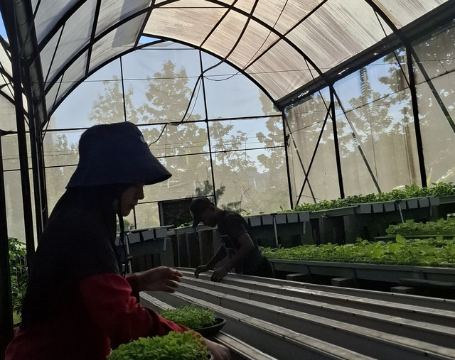 Gambar Suasana Kebun Hidroponik Cilangkap, wisata hidroponik di tengah kota yang sangat menenangkan mata. Foto: Savira Fahreza