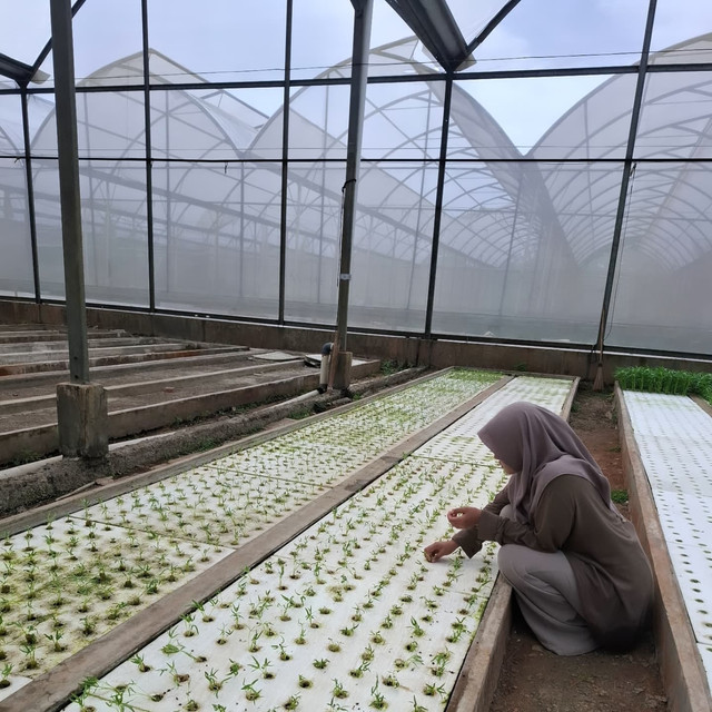 Gambar Kebun Hidroponik Tanaman Kangkung denga metode Rakit apung. Foto: Savira Fahreza