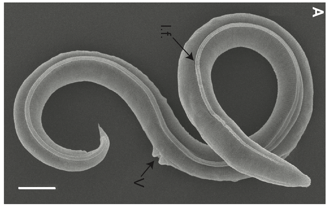 Spesies cacing Siberia 46.000 tahun lalu. Foto: Shatilovich et al.