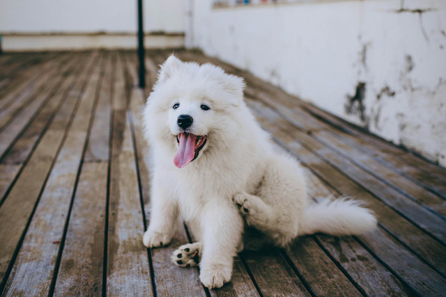 Iluastrasi rekomendasi nama anjing warna putih. Pexels/Helena Lopes