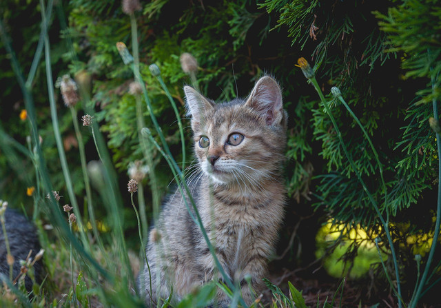 Ilustrasi perbedaan kucing maine coon dan anggora, Foto: Pixabay/wini021