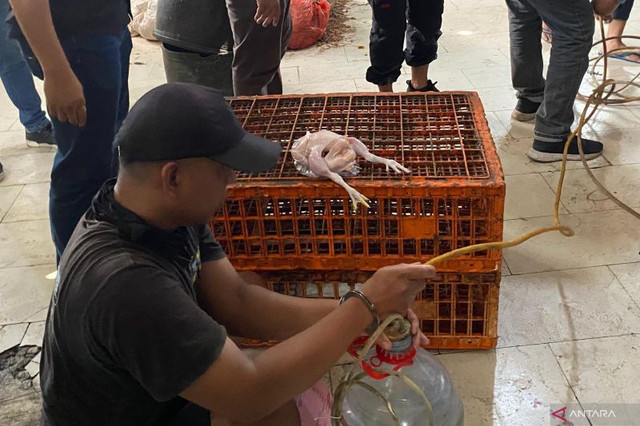 Tempat kejadian perkara (TKP) dijalankan bisnis ayam gelonggongan di Pasar Kebayoran Lama, Jakarta, Jumat (28/2/2025). Foto: ANTARA/Luthfia Miranda Putri