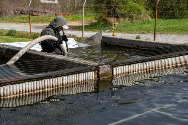 Ilustrasi Cara Waterproofing Kolam Ikan yang Antibocor, Pexels/Mark Stebnicki