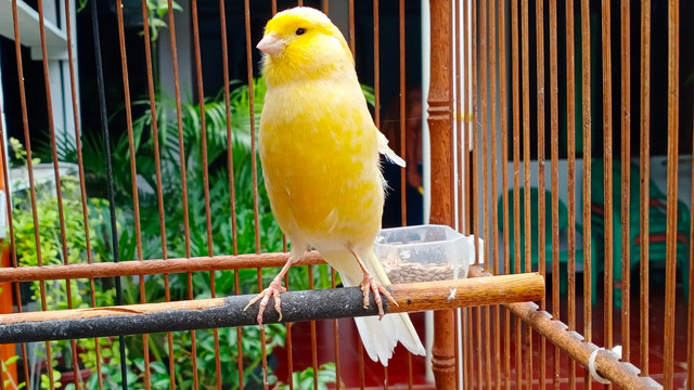 Burung kenari. Foto: Shutterstock