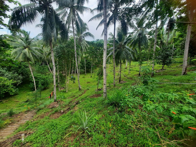 Agroforesteri kelapa, kemiri dan pohon hutan menjamin keberlanjutan ekologi dan pendapatan petani di Sulawesi Utara