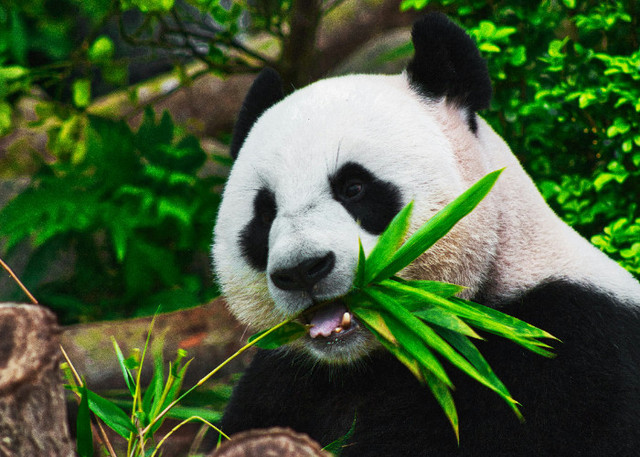 Ilustrasi Apakah Panda Sama dengan Beruang?, Unsplash/Sid Balachandran