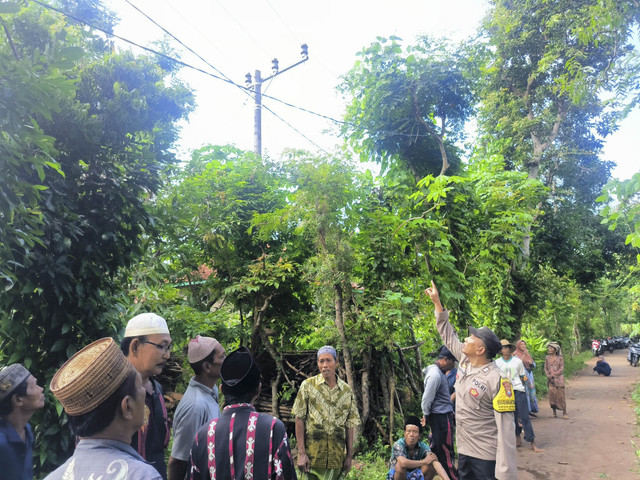 Samawi (51 tahun), pria warga Dusun Bunis Barat, Desa Essang, Kecamatan Talango, Kabupaten Sumenep tewas tersengat listrik saat berada di atas pohon, Senin (3/3/2025). Foto: Dok. Polres Sumenep