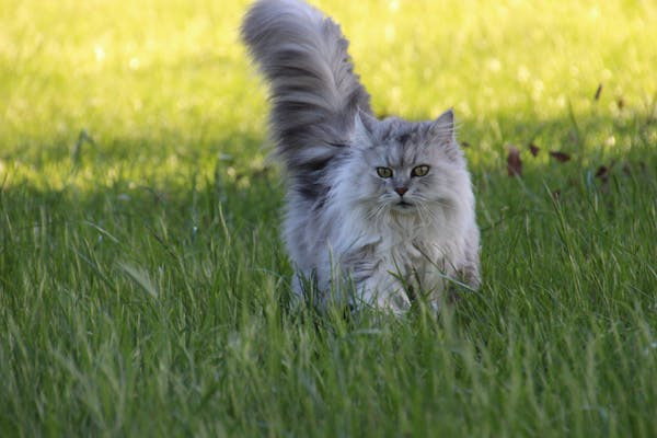 Ilustrasi rekomendasi shampo kucing Persia. Foto: Pexels.com/Lynn Elder