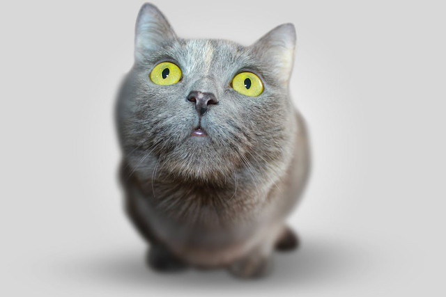 Ilustrasi Shampo Kucing yang Mengandung Ketoconazole. Pexels/Pixabay