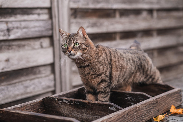 Ilustrasi apakah kutu menyebabkan bulu kucing rontok, Foto: Pixabay/miezekieze