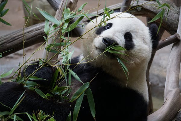 Ilustrasi Apakah Panda Karnivora, Foto: Pexels/Cesar Aguilar