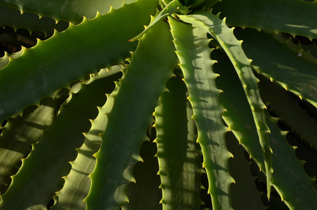 Ilustrasi Perbedaan Lidah Buaya Chinensis dan Barbadensis,Foto:Pexels/Julia Sakelli