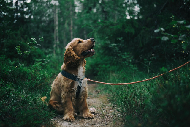 Ilustrasi cara melatih mental anjing agar berani. Foto: Pexels.com/Johann