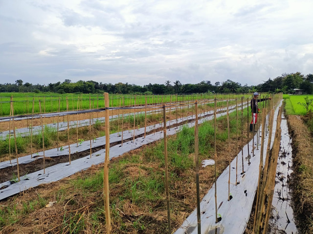 Lahan pertanian yang dimanfaatkan untuk sayuran kacang panjang. (Foto: Eko Triyanto)