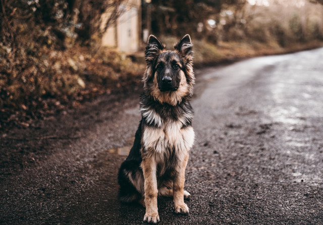 Ilustrasi Rekomendasi Anjing Penjaga Toko. Unsplash.com/Marcus Cramer