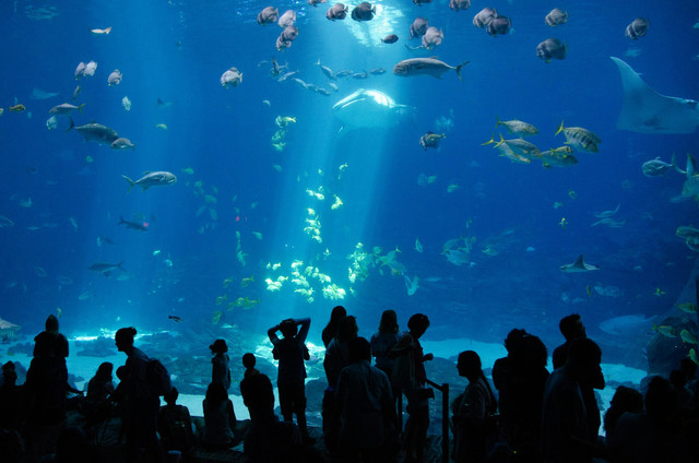 Tiket masuk Aquarium Pangandaran 2025, foto hanya ilustrasi, bukan tempat sebenarnya: Unsplash/Nadine Marfurt