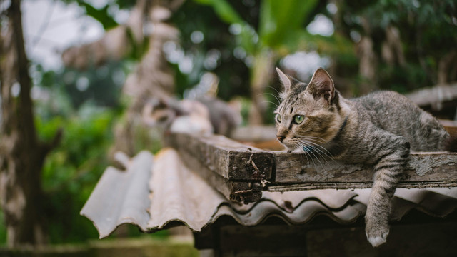 Ilustrasi Tips agar Rambut Kucing Tidak Rontok, Foto: Gema Saputera