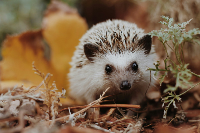 Ilustrasi Cara Mengetahui Umur Landak Mini, Unsplash/Sierra NiCole Narvaeth