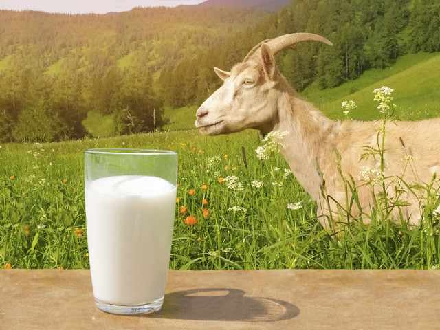 Ilustrasi susu kambing untuk anak. Foto: MargoLLL/Shutterstock