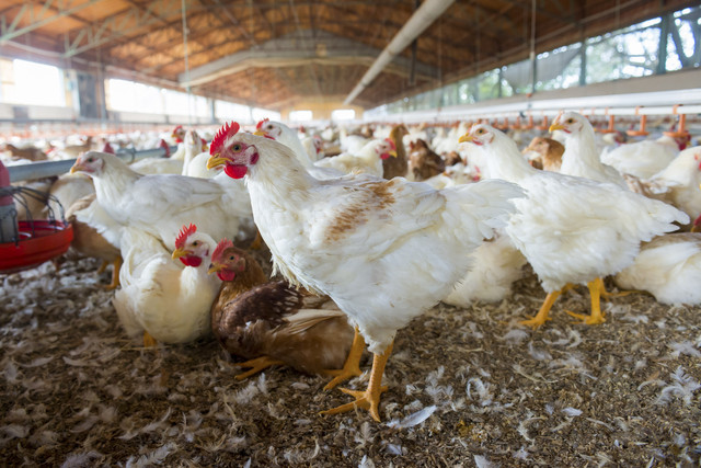 Peternakan Ayam. Foto: Photoarte/Shutterstock