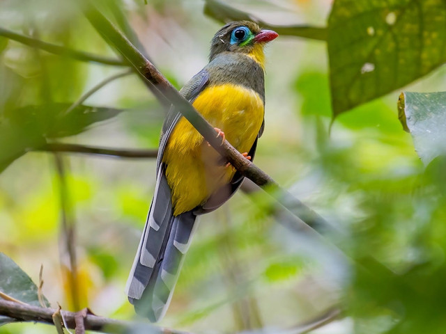 Ilustrasi burung liar Sumatera | Foto : ebird.org