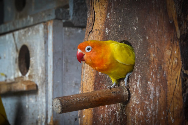 Ilustrasi Cara Ternak Lovebird Koloni,Foto:Pexels/Magda Ehlers