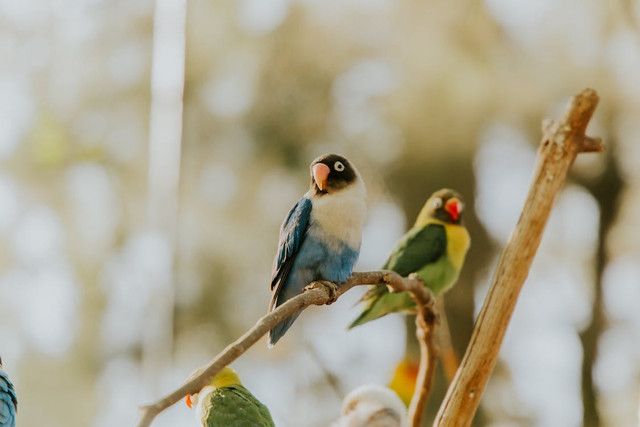 Ilustrasi Cara agar Lovebird Tidak Gigit Tangan,Foto: Pexels/Amar Preciado