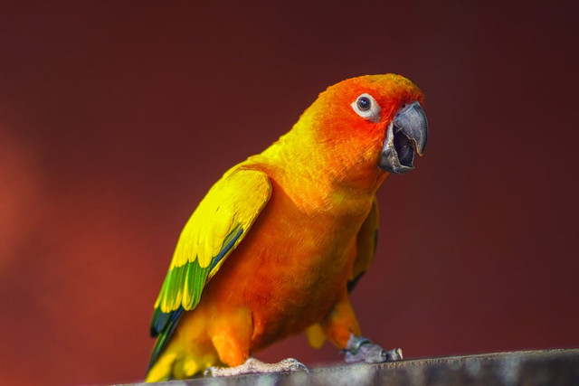 Ilustrasi Cara Bikin Glodok Lovebird,Foto:Pexels/krishna g