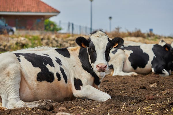 Ilustrasi cara ternak sapi limosin. Foto: Pexels.com/Maria Fernanda Perez