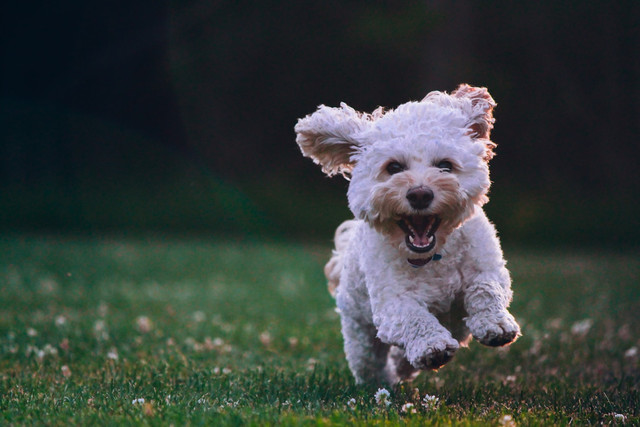 Ilustrasi Cara Mengetahui Umur Anjing, Foto: Unsplash/Joe Caione