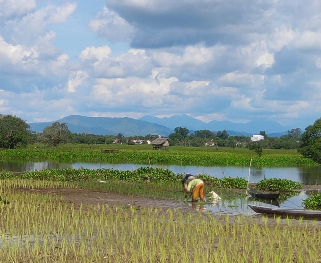 Sumber foto redi santoso, Petani menanam padi, di Bincau, martapura