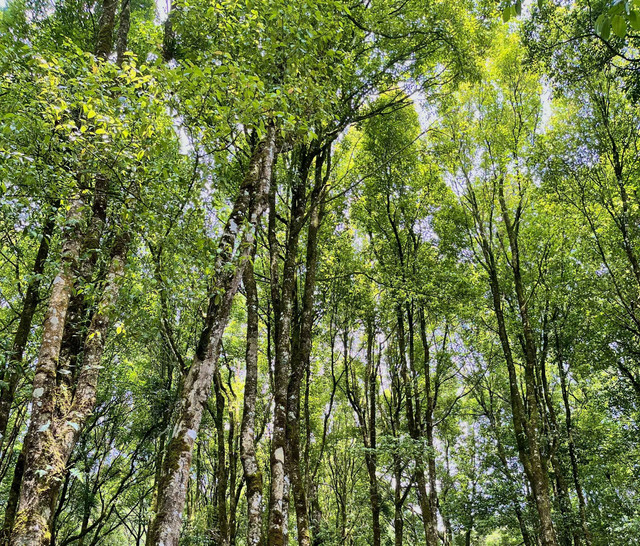 Forest as carbon capture. Picture by Yusuf Susena