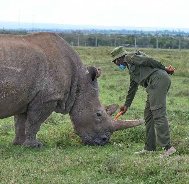 Petugas Ol Pejeta Conservancy Kenya dengan Najin, salah satu dari 2 ekor badak putih utara betina terakhir. Foto: Aditya Aji Nugraha