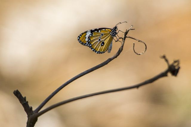 Yellow and black butterfly on brown stem Designed by erik-karits-2093459 /Freepik