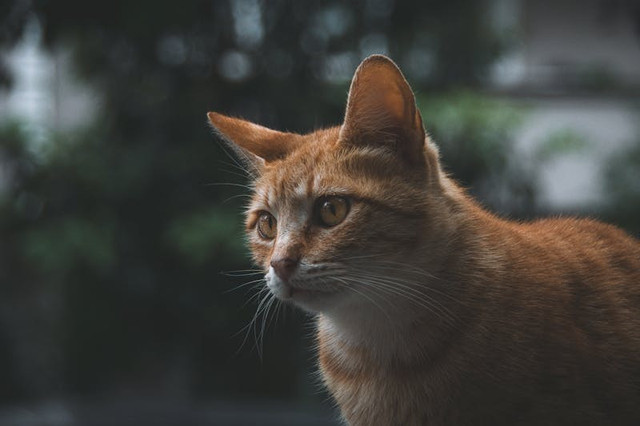 Ilustrasi cara agar kandang kucing tidak bau. Foto: Pexels.com/Burak Argun