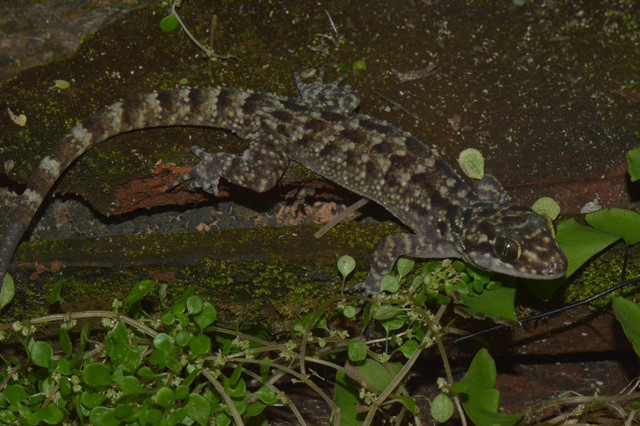 Cecek pecelmadiun. Foto: BRIN