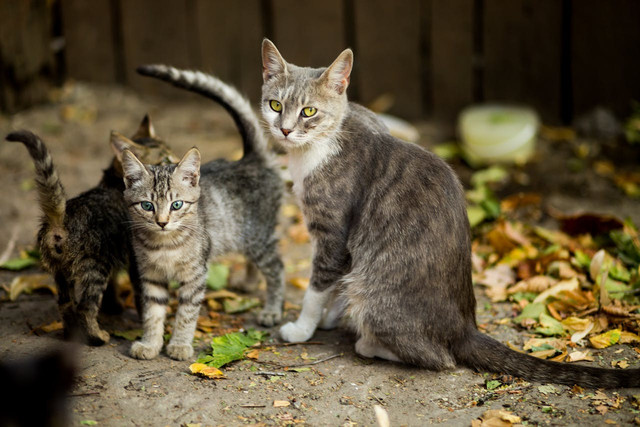 Ilustrasi hukum jual beli kucing. Foto: Pexels