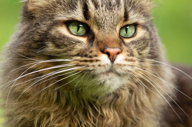 Ilustrasi ciri fisik kucing Maine Coon. Foto: Pexels.com/Lara Celine