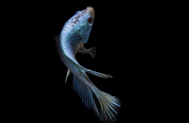 apakah ikan guppy makan jentik nyamuk. Sumber: Pixabay/Senoaji1989