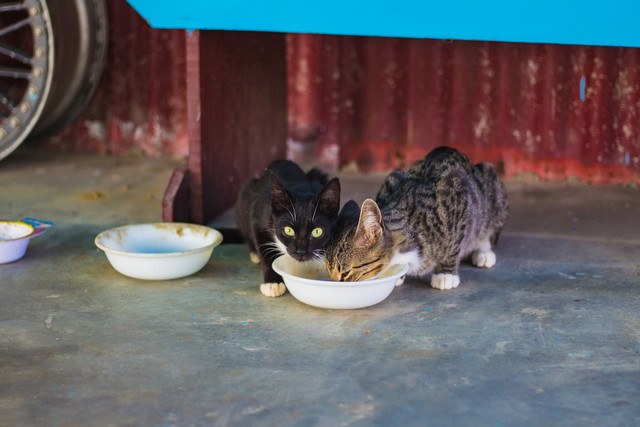 Ilustrasi rekomendasi snack kucing di indomaret, foto: unsplash/Bonnie Kittle