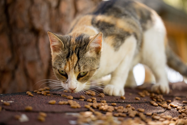 Ilustrasi perbedaan snack kucing dan wet food, foto: unsplash/engin akyurt