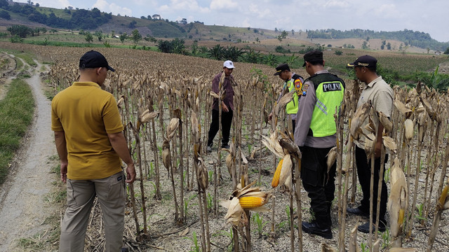 Petugas saat lakukan olah TKP meninggalnya Samiran, warga Desa Gondang, Kecamatan Gondang, Kabupaten Bojonegoro, Jawa Timur. Kamis (13/03/2025) (Aset: Istimewa)